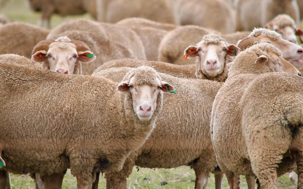 A flock of sheep in a green pasture, with several sheep looking directly at the camera.