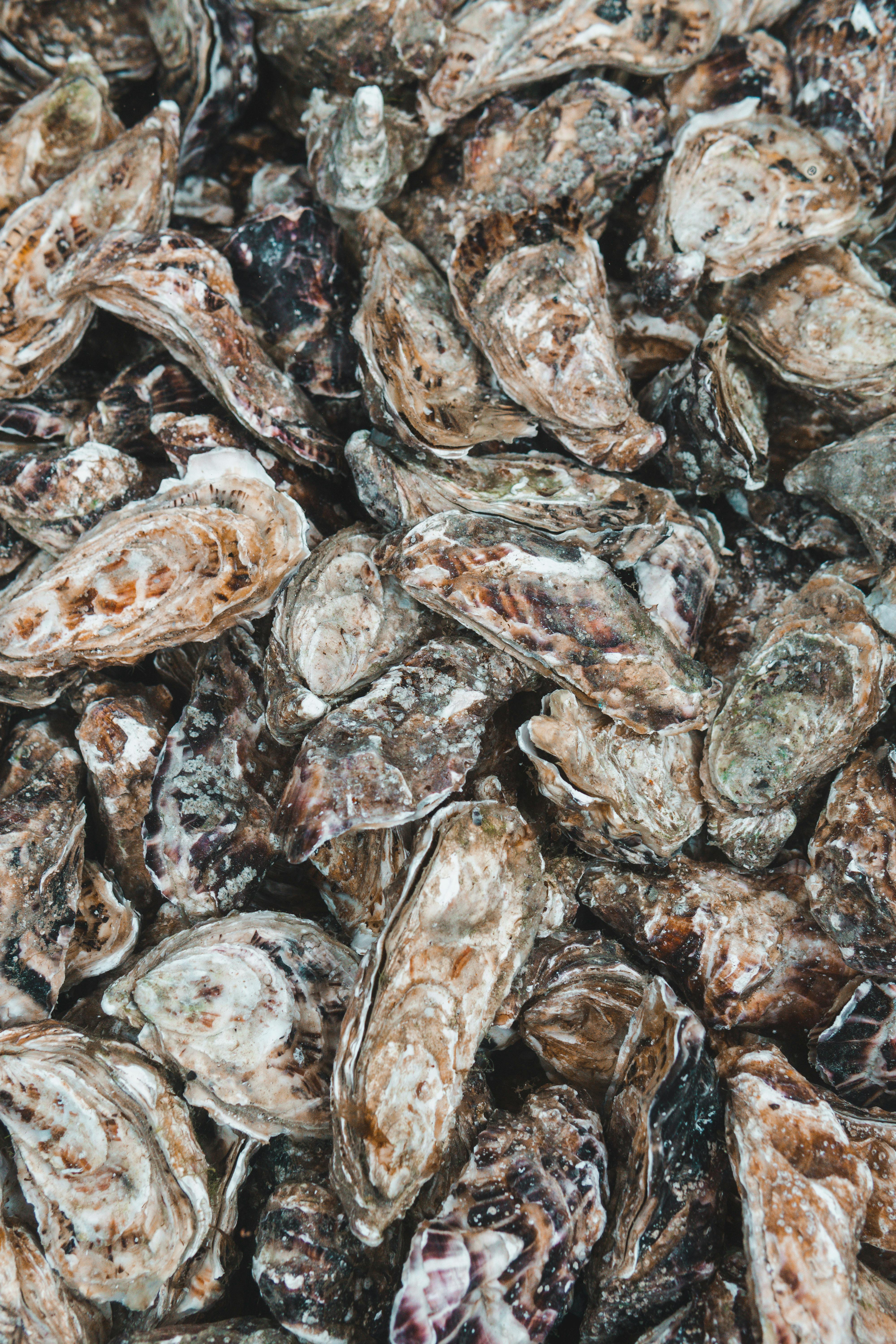 Close-up of a pile of open oyster shells, showcasing their unique textures and patterns.