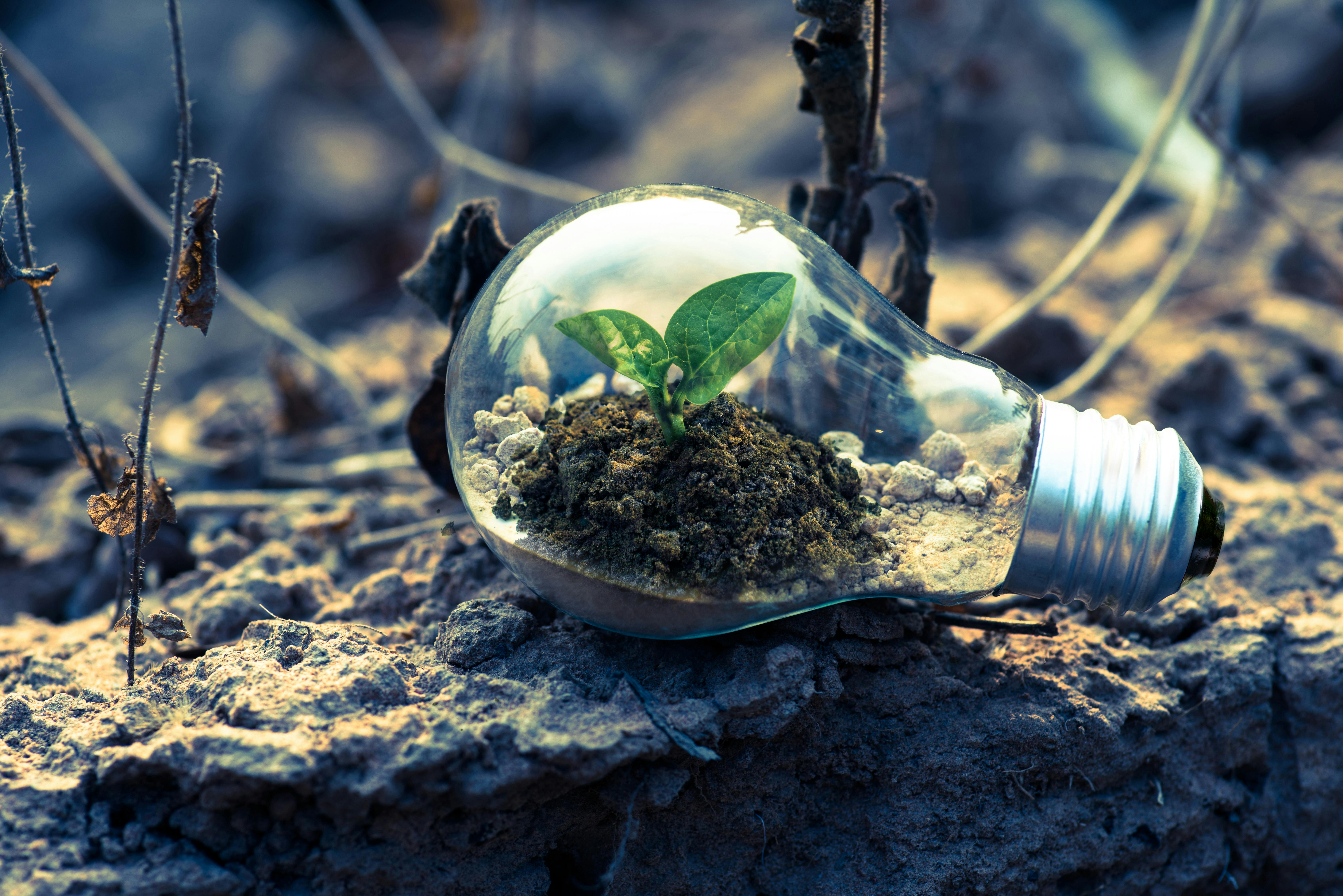 A light bulb with a small plant growing inside it, resting on a rocky surface, symbolizing sustainability and eco-friendliness.